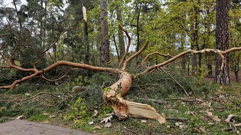 View of broken tree in forest. Fallen pine tree. Fallen trees after storms Stock Photos