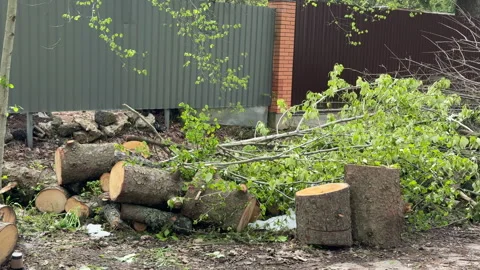 A view of broken trees outside the township in the village after a heavy storm a Stock Footage 308318176