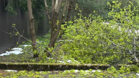 A view of broken trees outside the township in the village after a heavy storm a Stock Footage 308318263