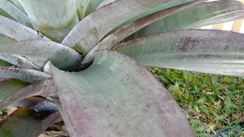 View of bromeliad leaves thick green Stock Footage 317090348