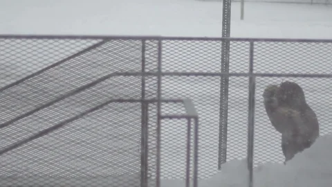 View of Brooklyn during snowstorm Manhattan New York City usa Stock Footage 84839448
