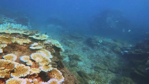 View of brown and green table corals covered by Coralline algae global warming e Stock Footage 238499530
