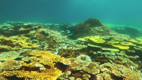 View of brown and green table corals covered by Coralline algae global warming e Stock Footage 238499760