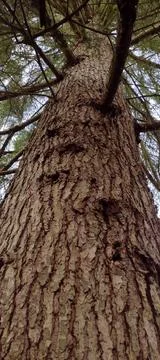 View of brown bark texture on tree trunk Stock Photos