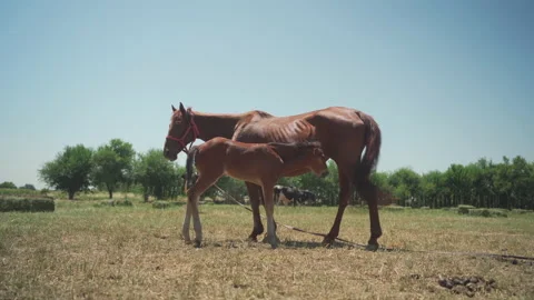 View of a brown foal sucking mare's milk in the meadow, against the background Stock Footage 156395151