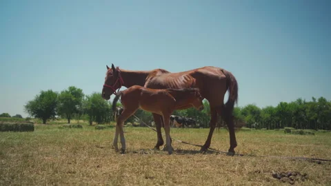 View of a brown foal sucking mare's milk in the meadow, against the background Stock Footage 156400259