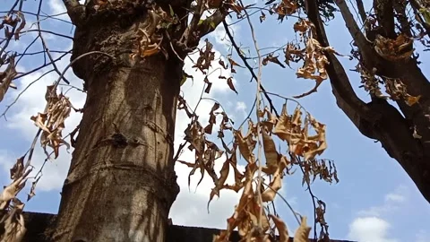 View of brown glodok leaves hanging from tree branches. Vídeo Stock 341479811