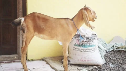 View of a brown goat standing in front of the door and eating plants Stock Footage 303871313