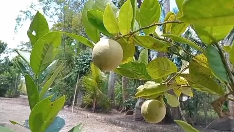 View of a brownish green lime fruit Stock Footage 315948944