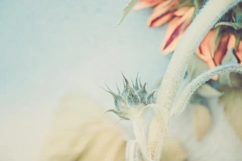 View to the bud of sunflower 写真素材