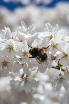 View of a bumblebee pollinating white cherry flowers in spring Stock Photos
