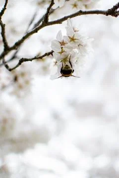 View of a bumblebee pollinating white sakura flowers in spring Stock Photos