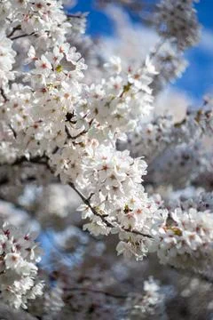 View of a bumblebee sitting on a blossoming sakura branch Stock Photos