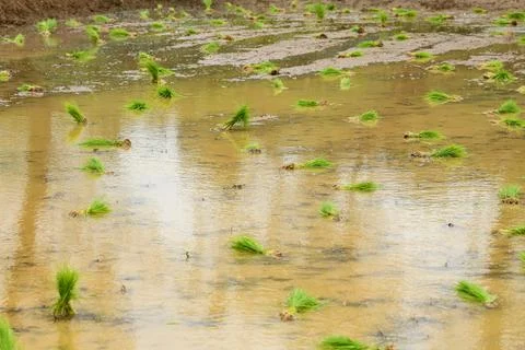 A view of a bunch of rice or paddy seedlings on the muddy field Stock Photos