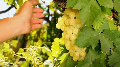 View bunches 스톡 동영상 1398518