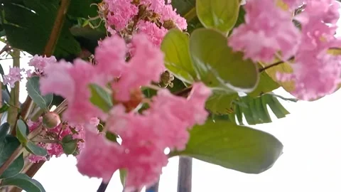 The view of the bungur flowers appears to be in perfect bloom. Stock Footage 321178452