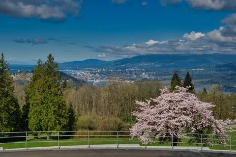 A view of Burnaby Mountain Park in cherry blossom season.   BC Canada Stock Photos