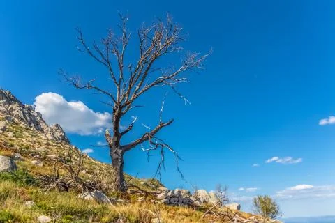 View of burned tree and broken, result of the fires Stock Photos