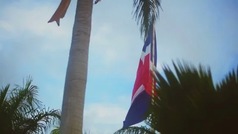 View from a bus on the flag among the palms Stock Footage 73113047