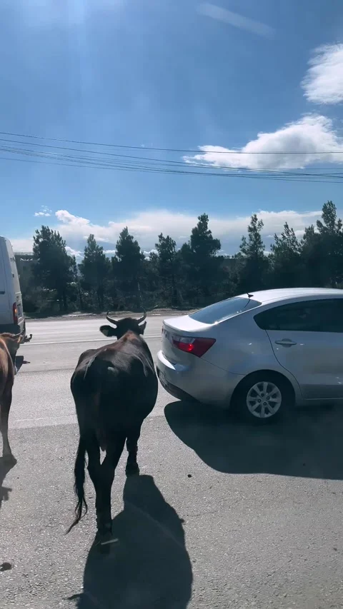 View from bus window. Cow walks along highway among traffic Vídeos de archivo 289796717