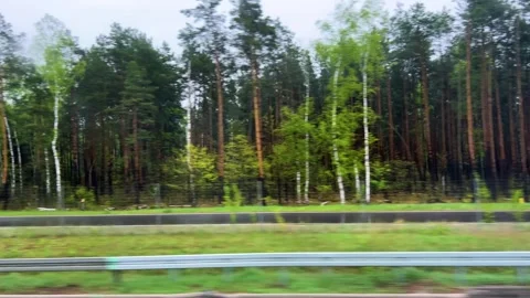	View from the bus window of a pine and birch forest in Poland in spring. Stock Footage 311953796