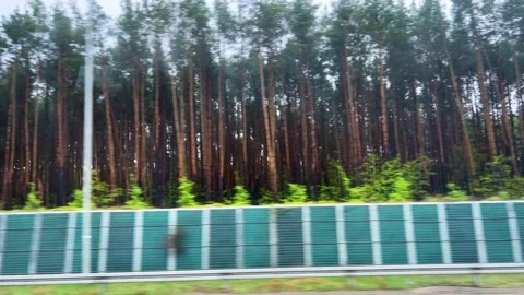 A view from the bus window of a pine forest and protective fences. Video stock 311953512