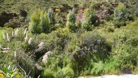 View of bushes and forest with rushing river Stock Footage 273837985