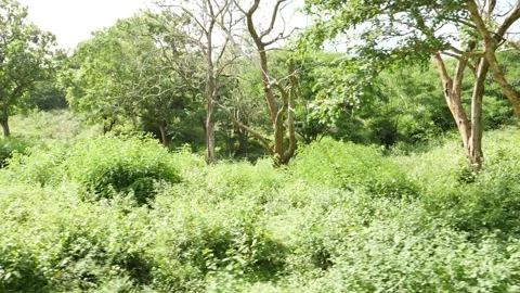 View of bushes in the forest, Inside view of forest Vídeo Stock 156957990