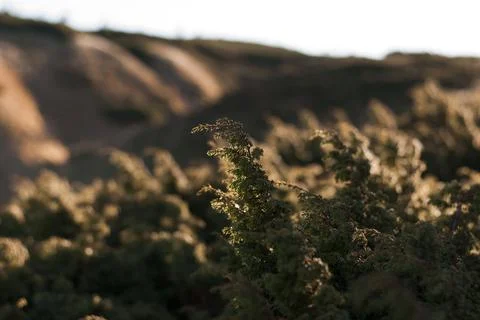 View of bushes in sunlight in mountains Stock Photos
