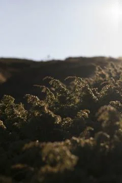 View of bushes in sunlight Stock Photos