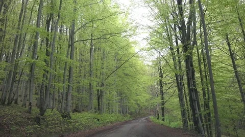 View of busy mountain road in wild forest POV Point of view car drive in nature Stock Footage 82371942