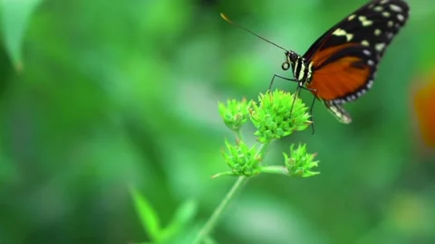 The view of the butterfly Stock Footage 234678716