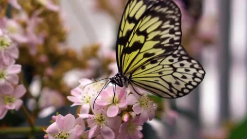 The view of the butterfly Stock Footage 234678717