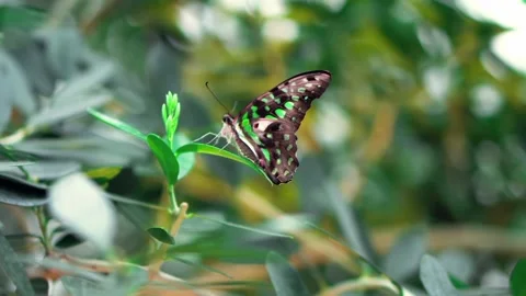The view of the butterfly Stock Footage 234678718