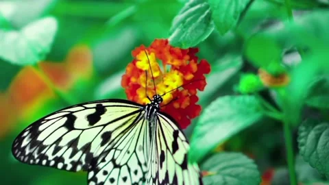 The view of the butterfly Stock Footage 234678719
