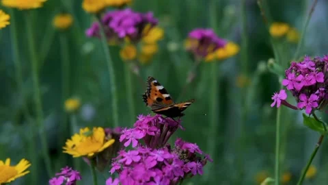 The view of the butterfly Stock Footage 234678843