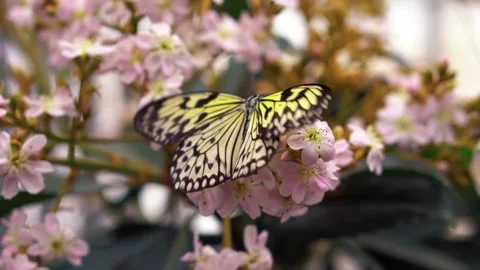 The view of the butterfly Stock Footage 234678845