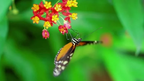 The view of the butterfly Stock Footage 234678850