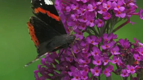 The view of the butterfly Stock Footage 234678866