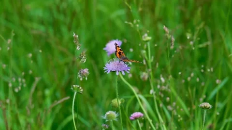 The view of the butterfly Stock Footage 234678980