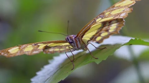The view of the butterfly Stock Footage 234678983