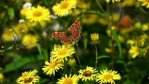 The view of the butterfly Stock Footage 234678986