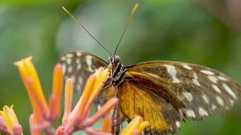 The view of the butterfly Stock Footage 234678987