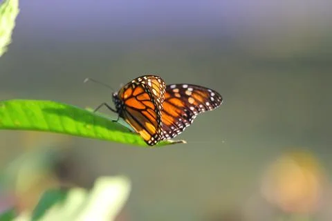A View of a Butterfly Stock Photos