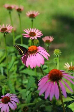 A View of a Butterfly Stock Photos