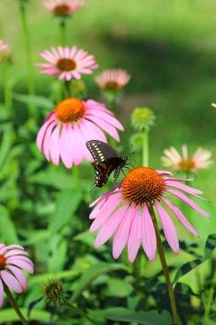 A View of a Butterfly Stock Photos