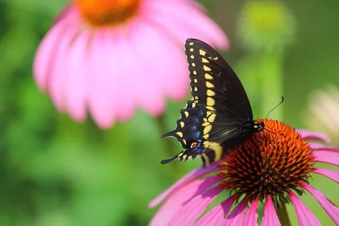 A View of a Butterfly Stock Photos