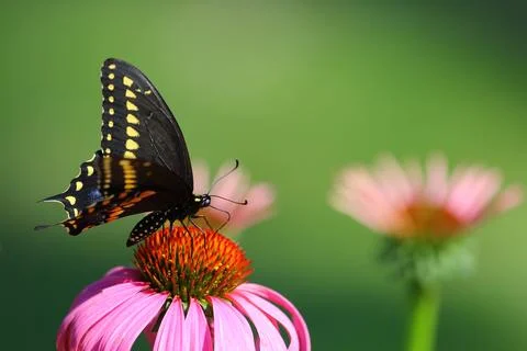 A View of a Butterfly Stock Photos