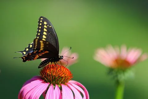 A View of a Butterfly Stock Photos