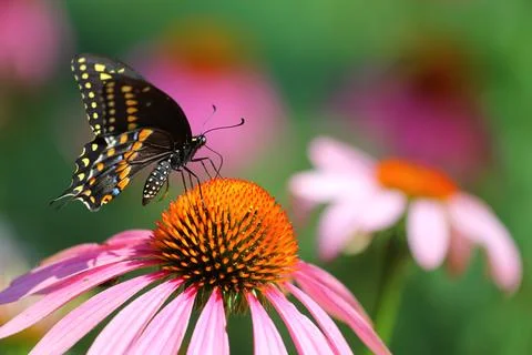 A View of a Butterfly Stock Photos
